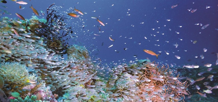 Anatomy of a Coral Reef Ecosystem | TFH Magazine