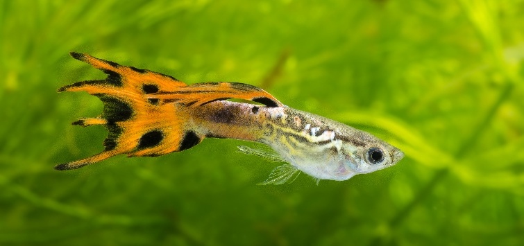 crowntail-guppy