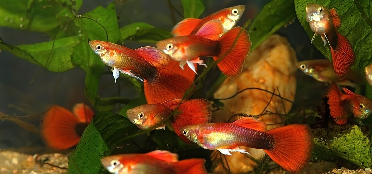 red-and-black-fantail-guppies