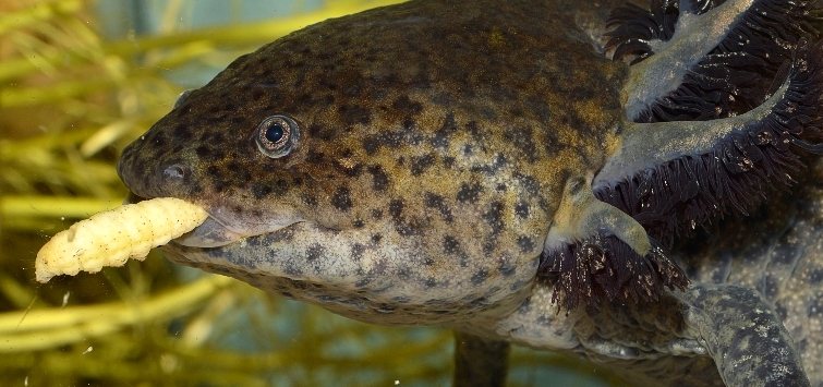 axolotl-eating