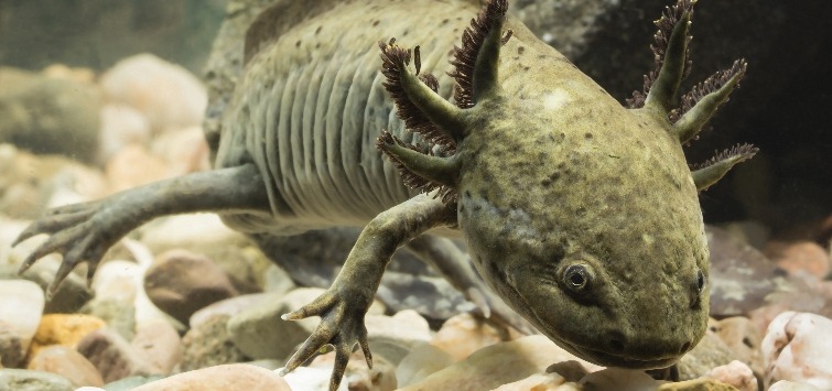 axolotl-on-gravel