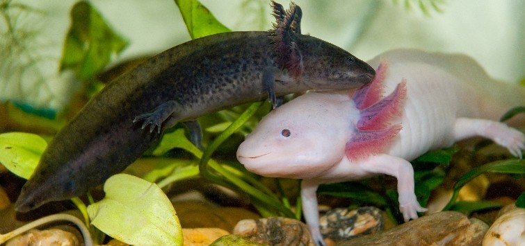 two-axolotls