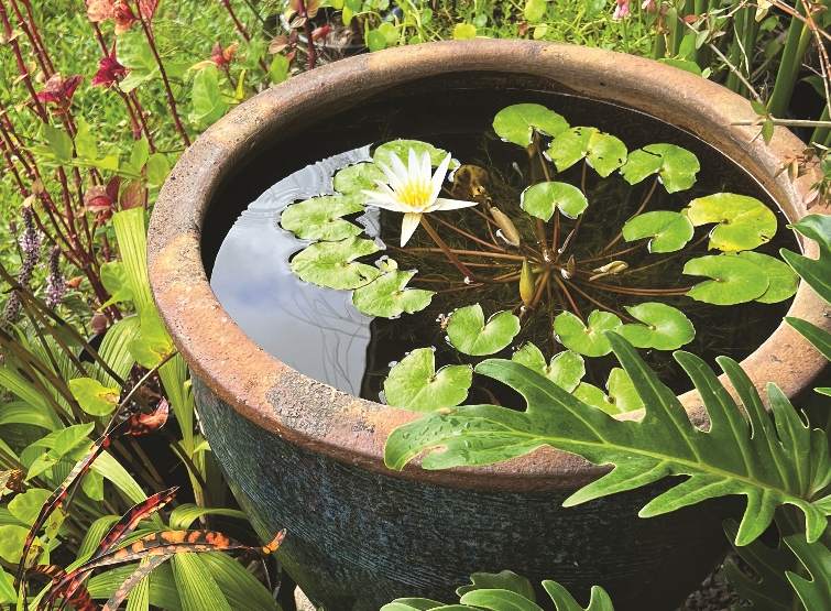 container-pond