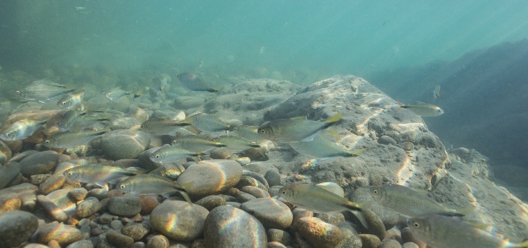 astyanax maximus in rio guejar