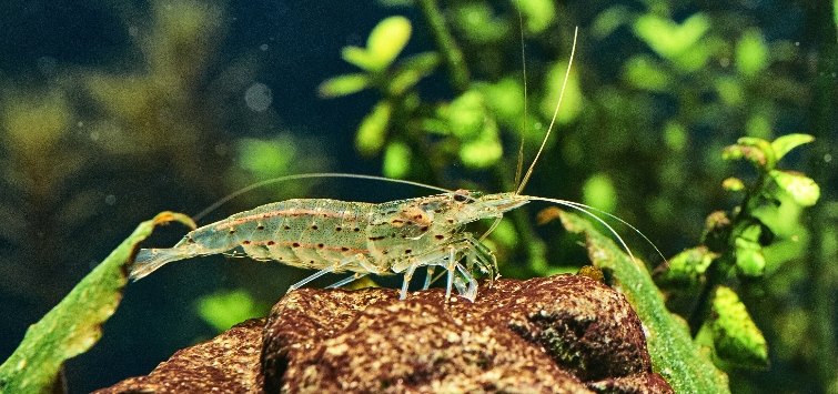 amano-shrimp