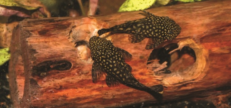 bushynose-plecos