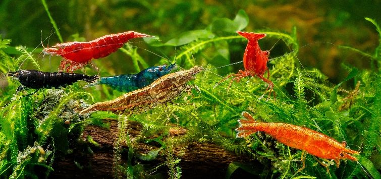 freshwater-shrimp-header