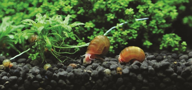 ramshorn-snails