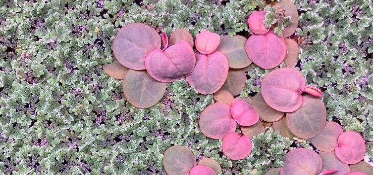 red root floater  azolla 1