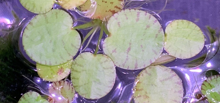 tiger frogbit (1)