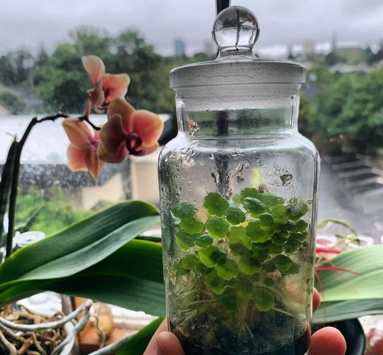 aquatic-plant-in-jar