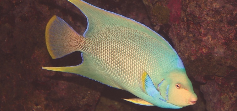 blue-angelfish