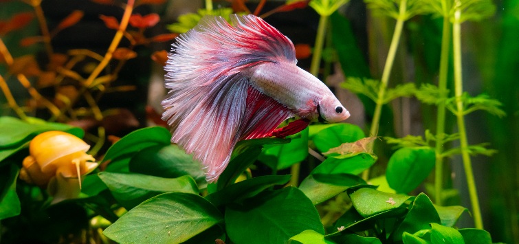 betta-tankmates