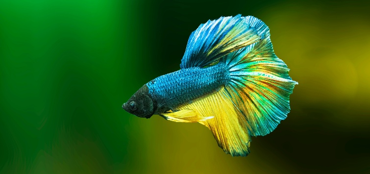 betta