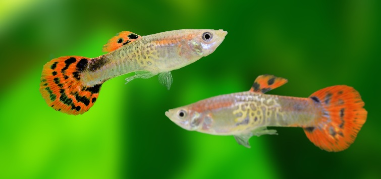 two-guppies