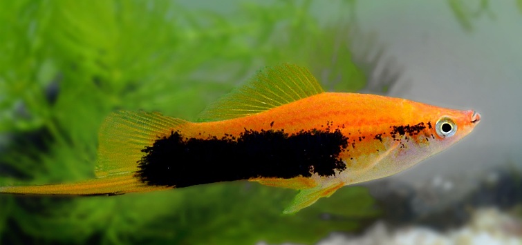 swordtail-black