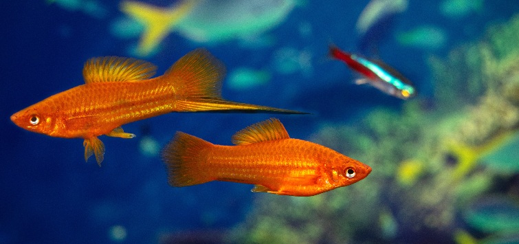 swordtails