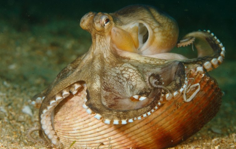 octopus-and-shell