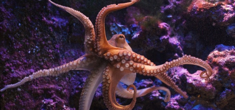 octopus-purple-background