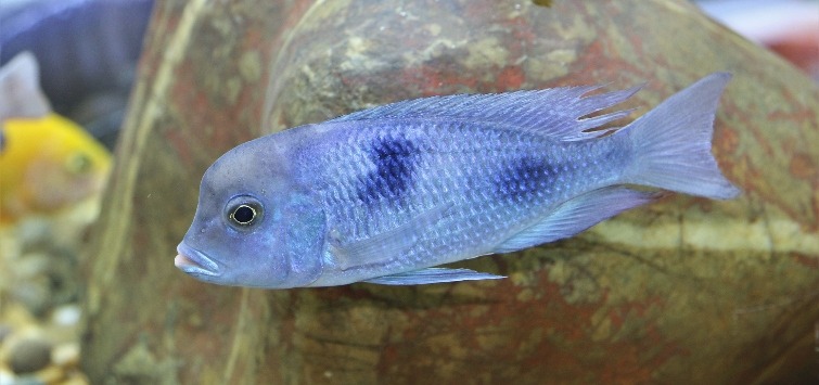 blue-dolphin-cichlid