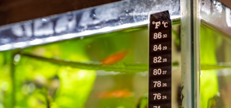 aquarium-thermometer