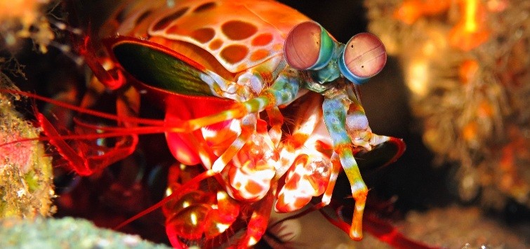 mantis-shrimp