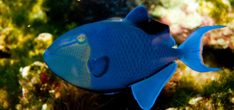 triggerfish species