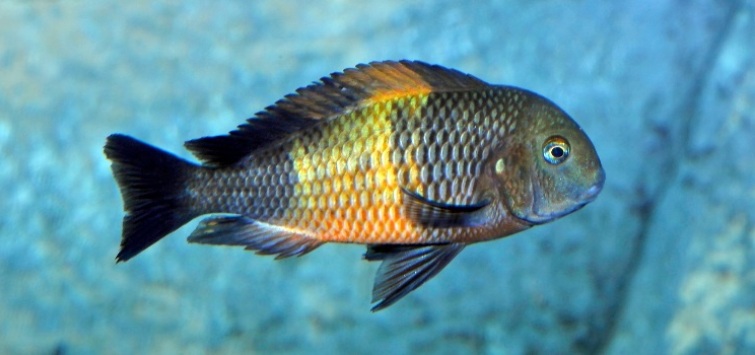 tropheus-moorii-blue-background