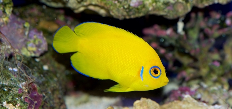 yellow fish travel