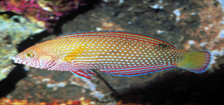 Christmas wrasse