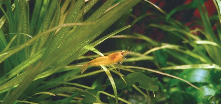 Your First Planted Shrimp Tank | TFH Magazine